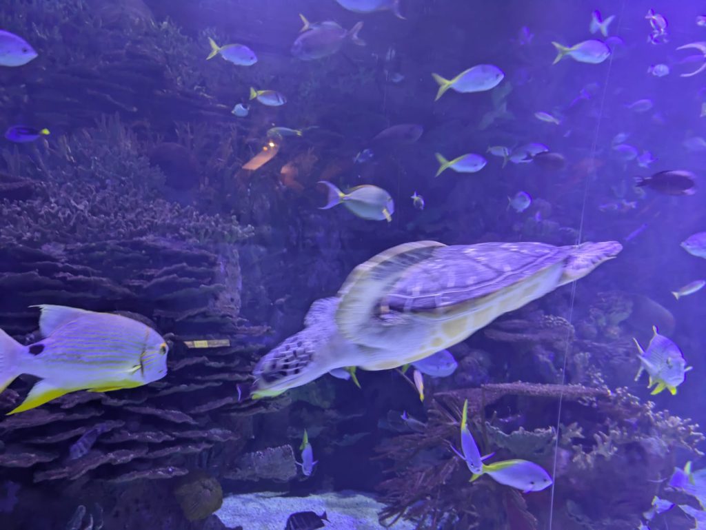 Turtles and fish swimming in the aquarium