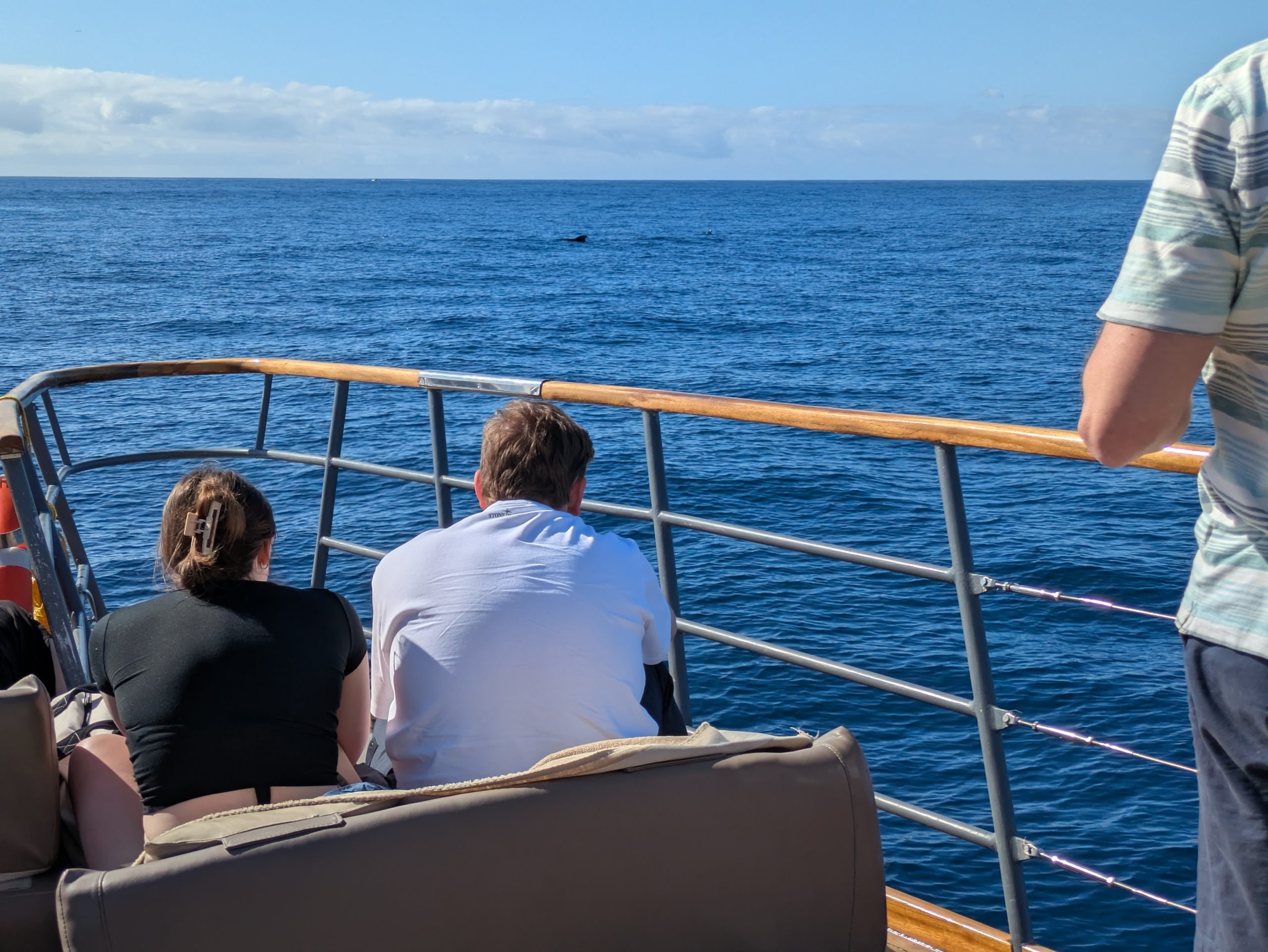 Those little black dots in the sea are snoozing Pilot Whales